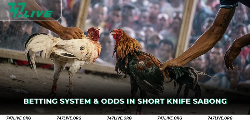 Betting System and Odds in Short Knife Sabong